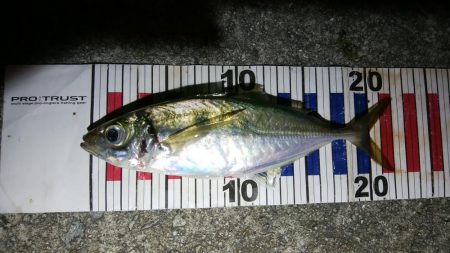 風を読みながらのアジング